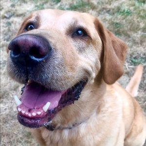 Meet your Posher, Laura